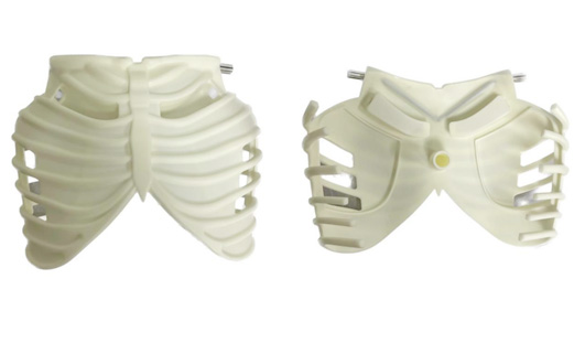 Amazing Model-Vacuum Casting Rib Cage